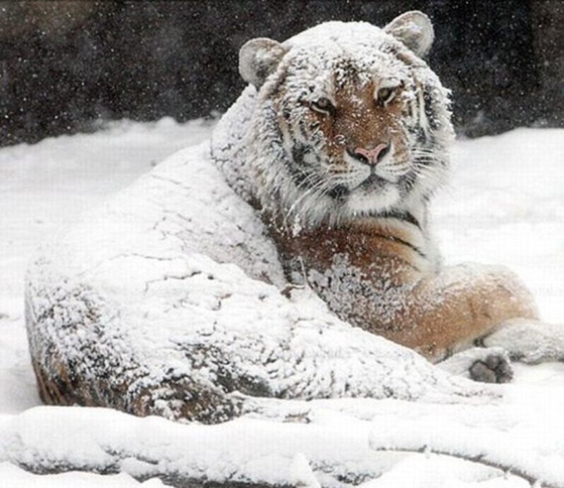 Tiger in Snow — White, Calm