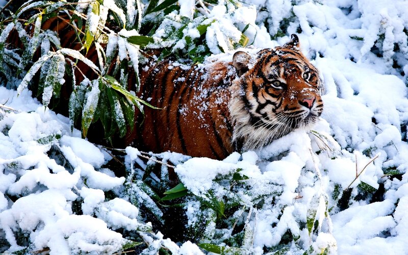 Tiger in Snow — White, Calm, Winter, Photograph, Bamboo