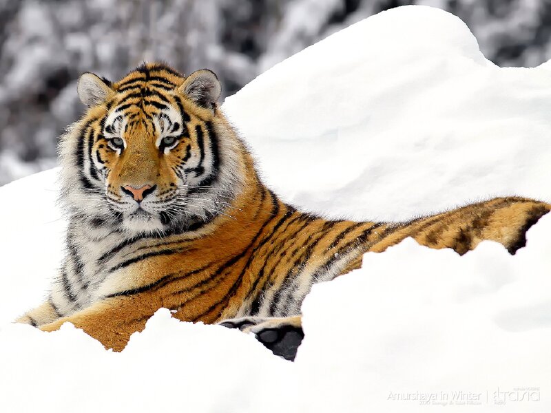 Tiger in Snow — White, Calm, Winter, Photograph, Forest