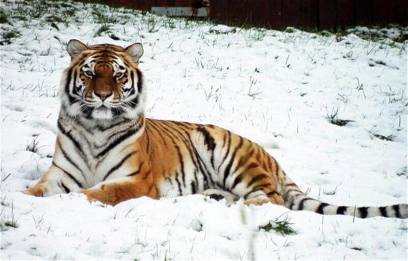 Tiger in Snow — White, Calm, Winter, Photograph, Grass