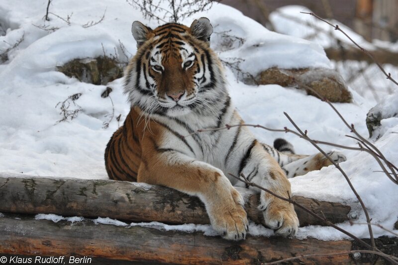 Tiger in Snow — White, Calm, Winter, Photograph, Log