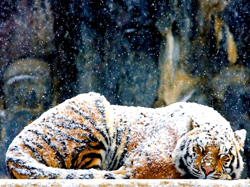 Tiger in Snow — White, Calm, Winter, Photograph, Rock
