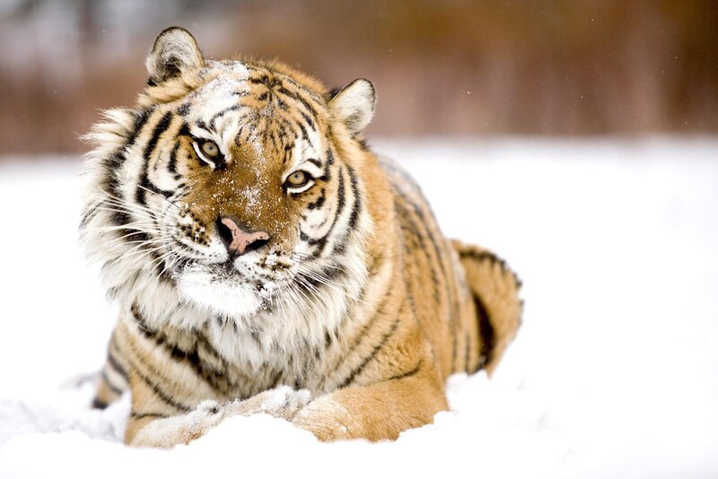 Tiger in Snow — White, Calm, Winter, Photograph