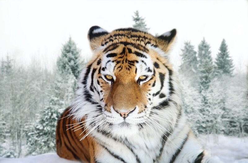 Tiger in Snow — White, Calm, Winter, Photograph, Trees