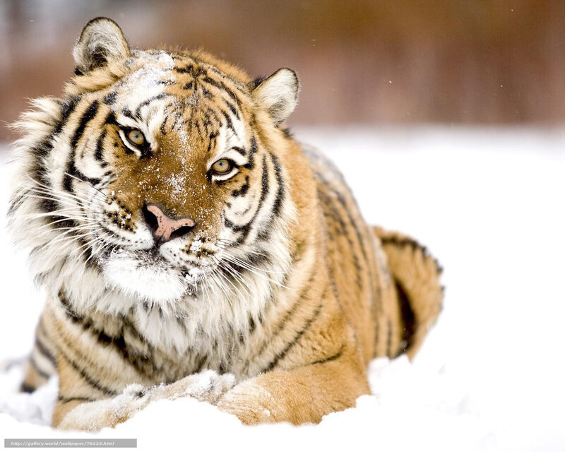 Tiger in Snow — White, Calm, Winter, Photograph, Whiskers