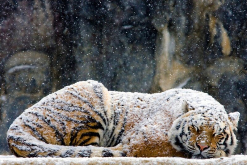 Tiger in Snow — White, Calm, Winter