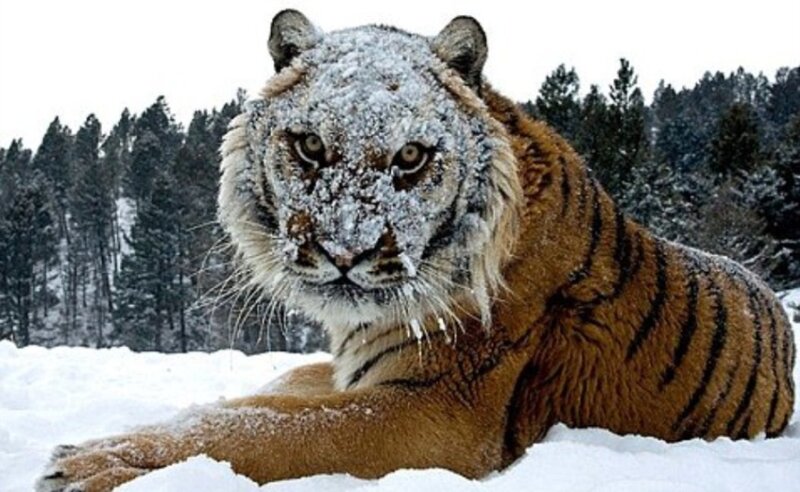 Tiger in Snow — White, Cold