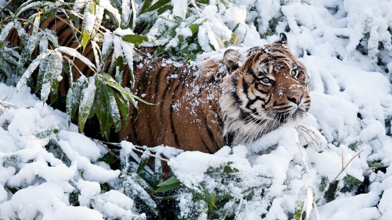Tiger in Snow — White, Cold, Winter, Photograph, Bamboo