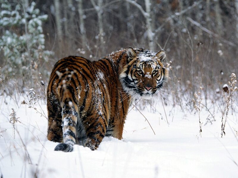 Tiger in Snow — White, Cold, Winter, Photograph, Forest