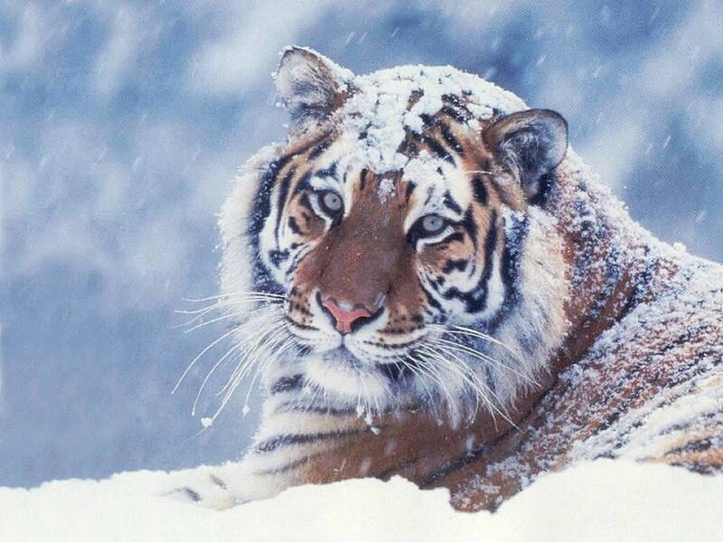 Tiger in Snow — White, Cold, Winter, Photograph