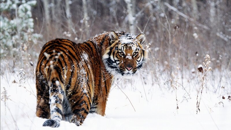 Tiger in Snow — White, Cold, Winter, Photograph, Trees, Forest