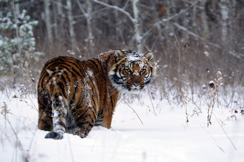 Tiger in Snow — White, Cold, Winter, Photograph, Trees