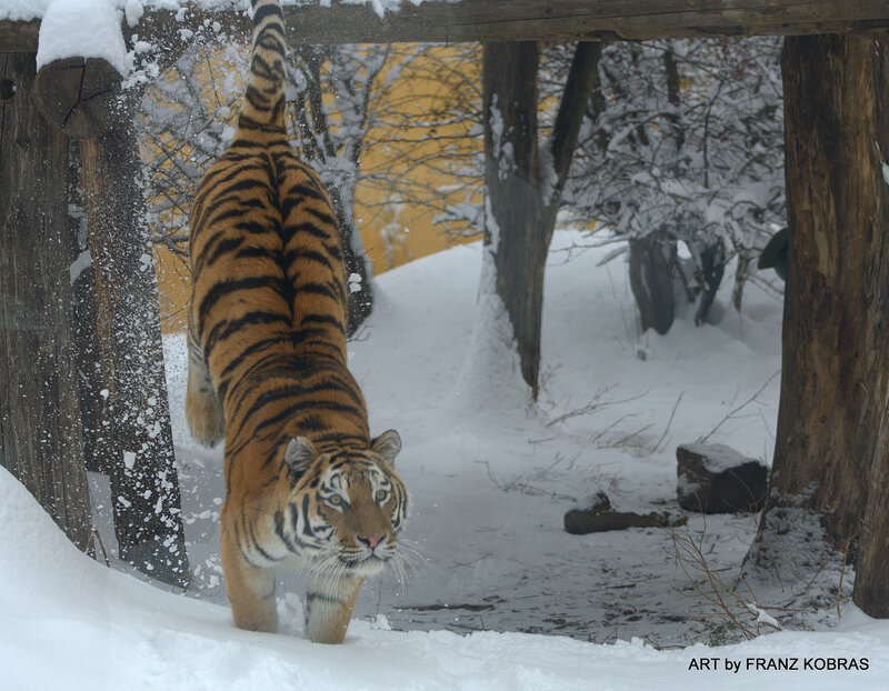 Tiger in Snow — White, Cold, Winter, Photograph, Wooden Structure