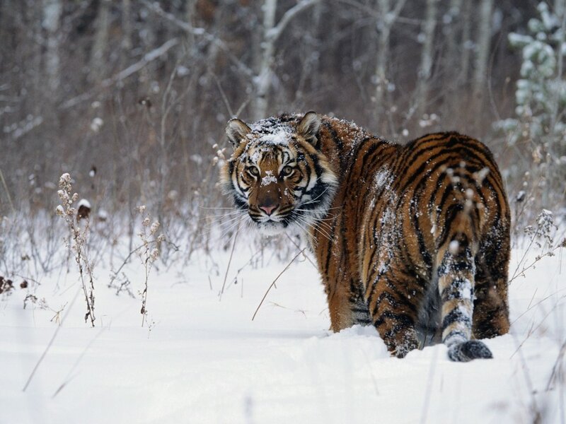 Tiger in Snow — White, Cold, Winter