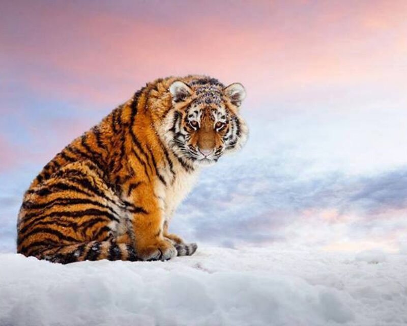 Tiger in Snow — White, Dramatic, Winter, Photograph, Sky