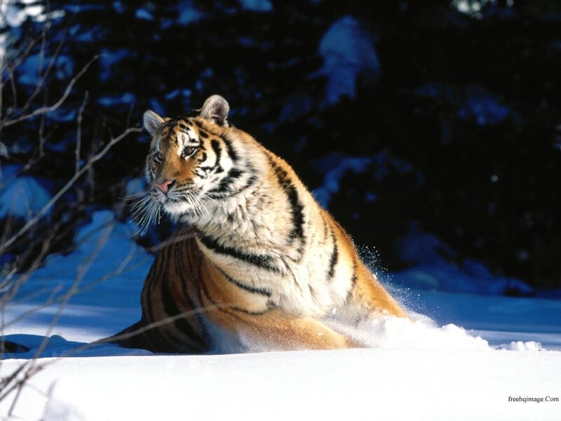 Tiger in Snow — White, Dramatic, Winter, Photograph