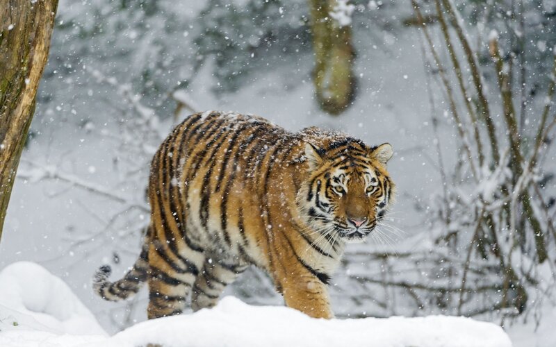 Tiger in Snow — White, Dramatic, Winter, Photograph, Trees
