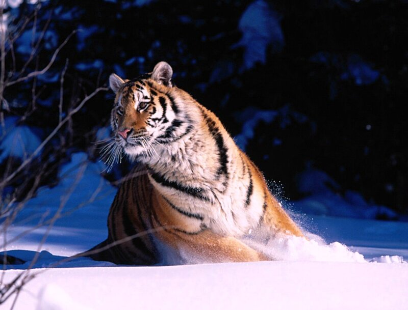 Tiger in Snow — White, Dramatic, Winter
