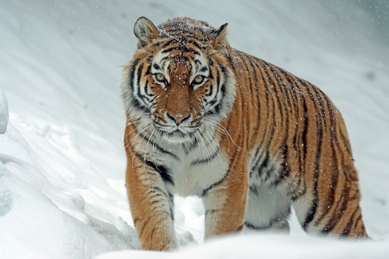 Tiger in Snow — White, Intense