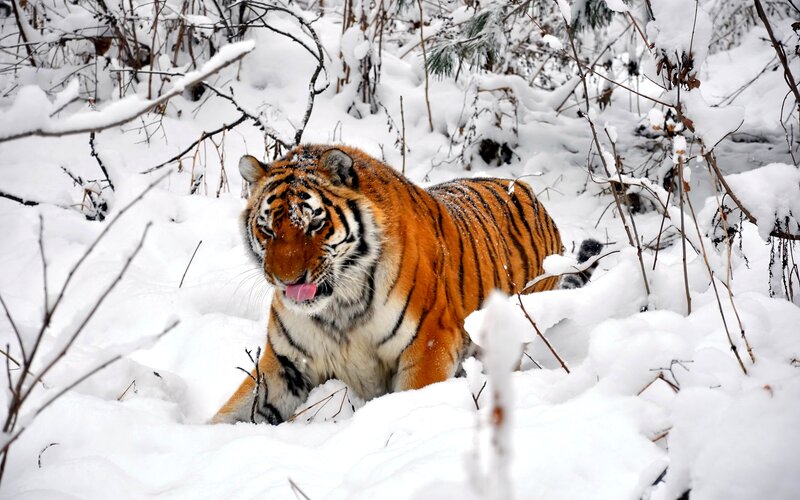 Tiger in Snow — White, Natural