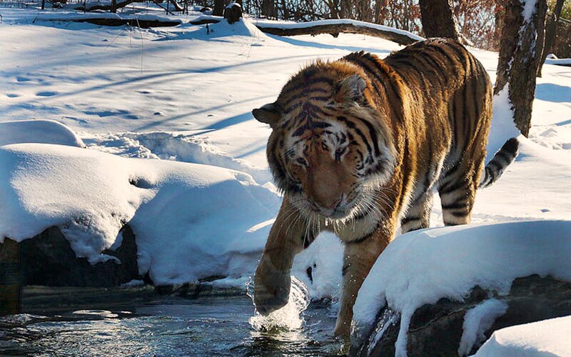 Tiger in Snow — White, Natural, Winter