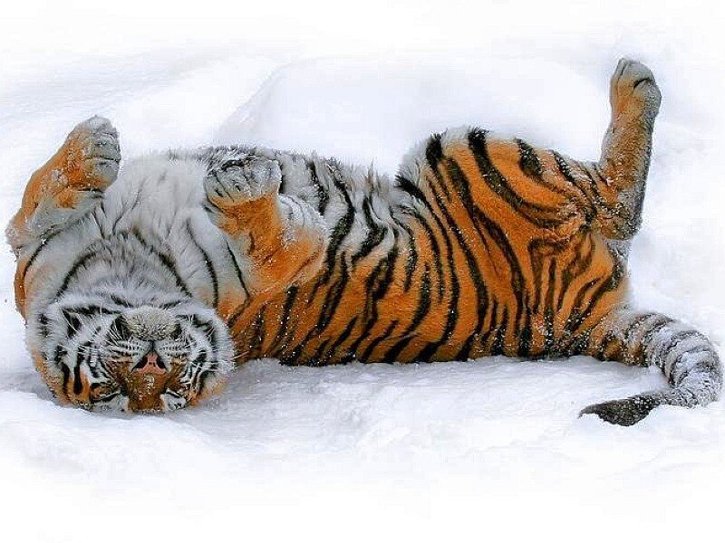 Tiger in Snow — White, Playful