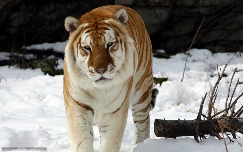 Tiger in Snow — White, Serious