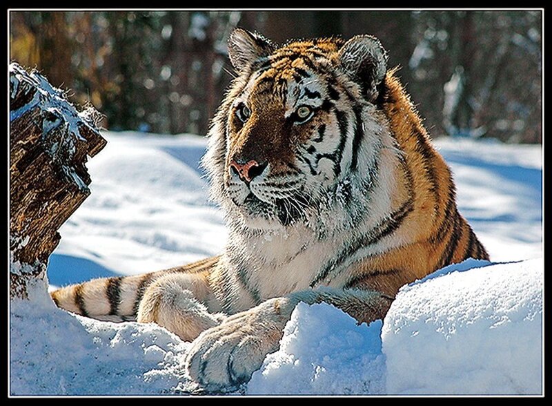 Tiger in Snow — White