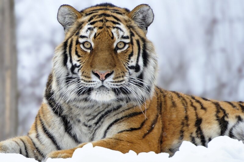 Tiger in Snow — Winter, Forest