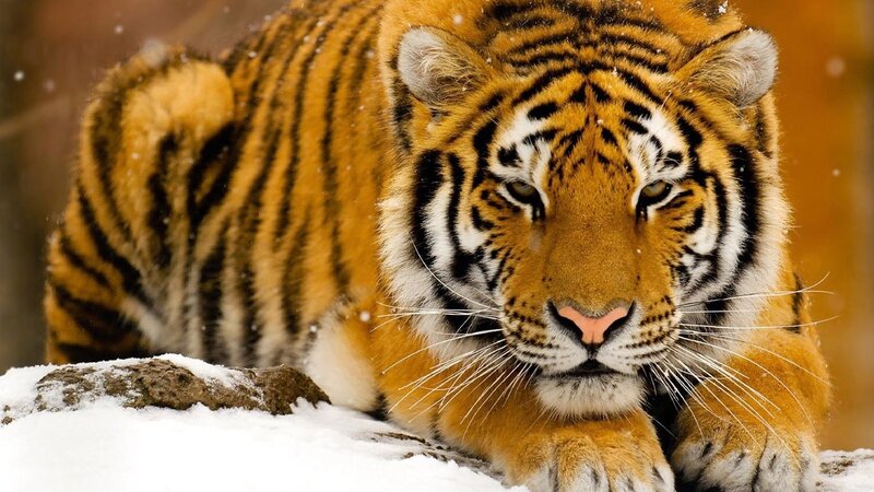 Tiger in Snow — Winter, Photograph