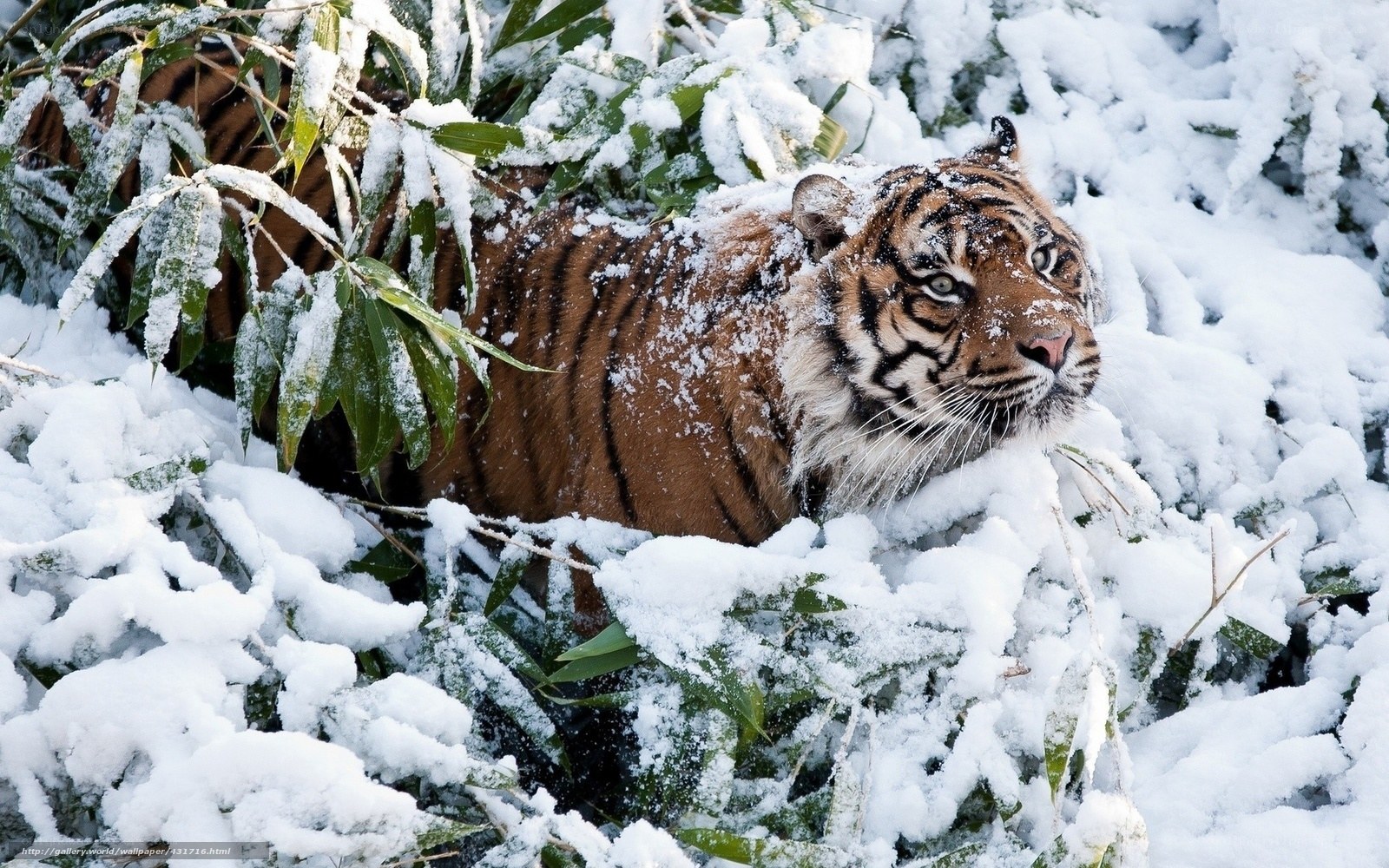 Tiger in snowy bamboo