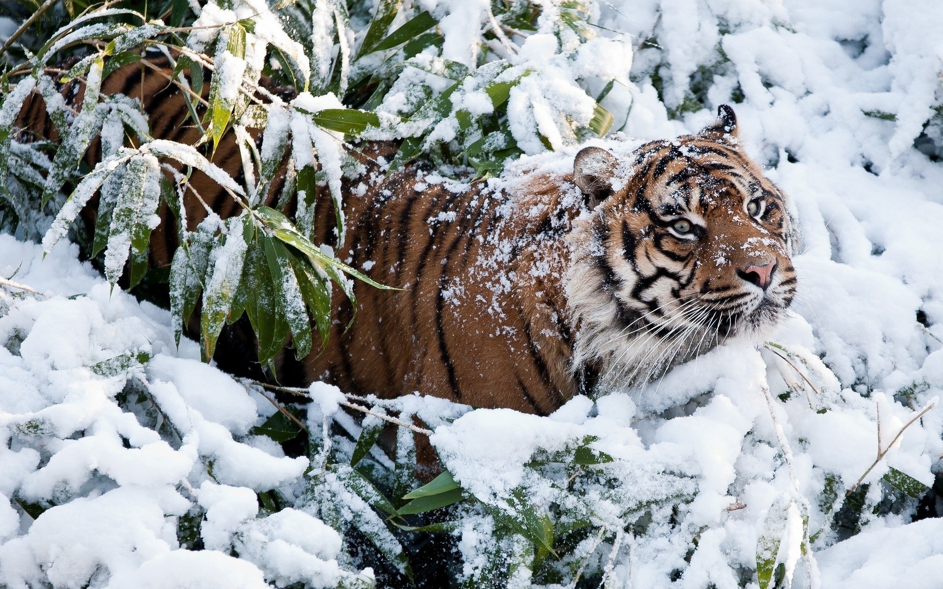 Tiger in snowy bamboo