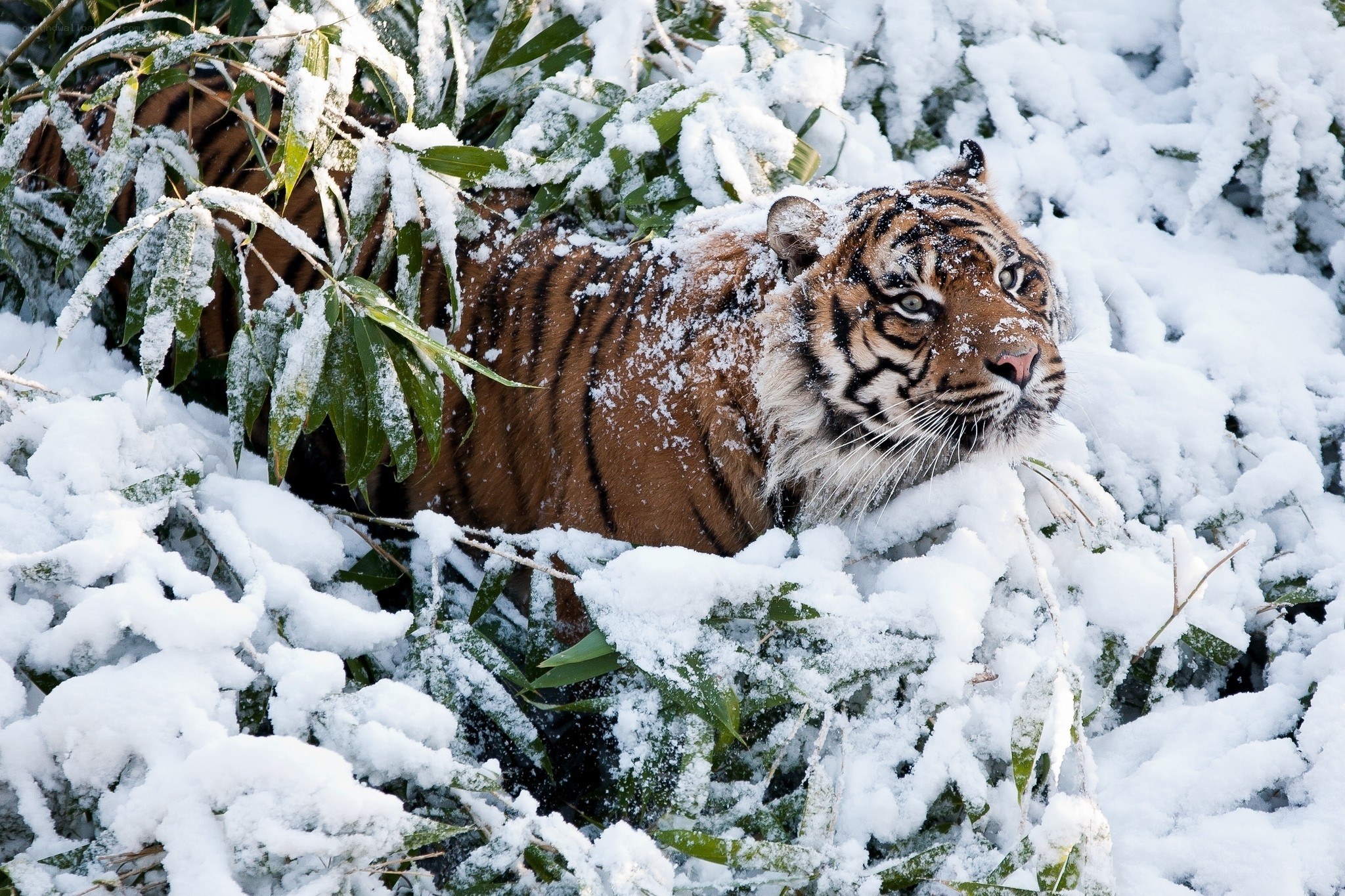 Tiger in snowy bamboo