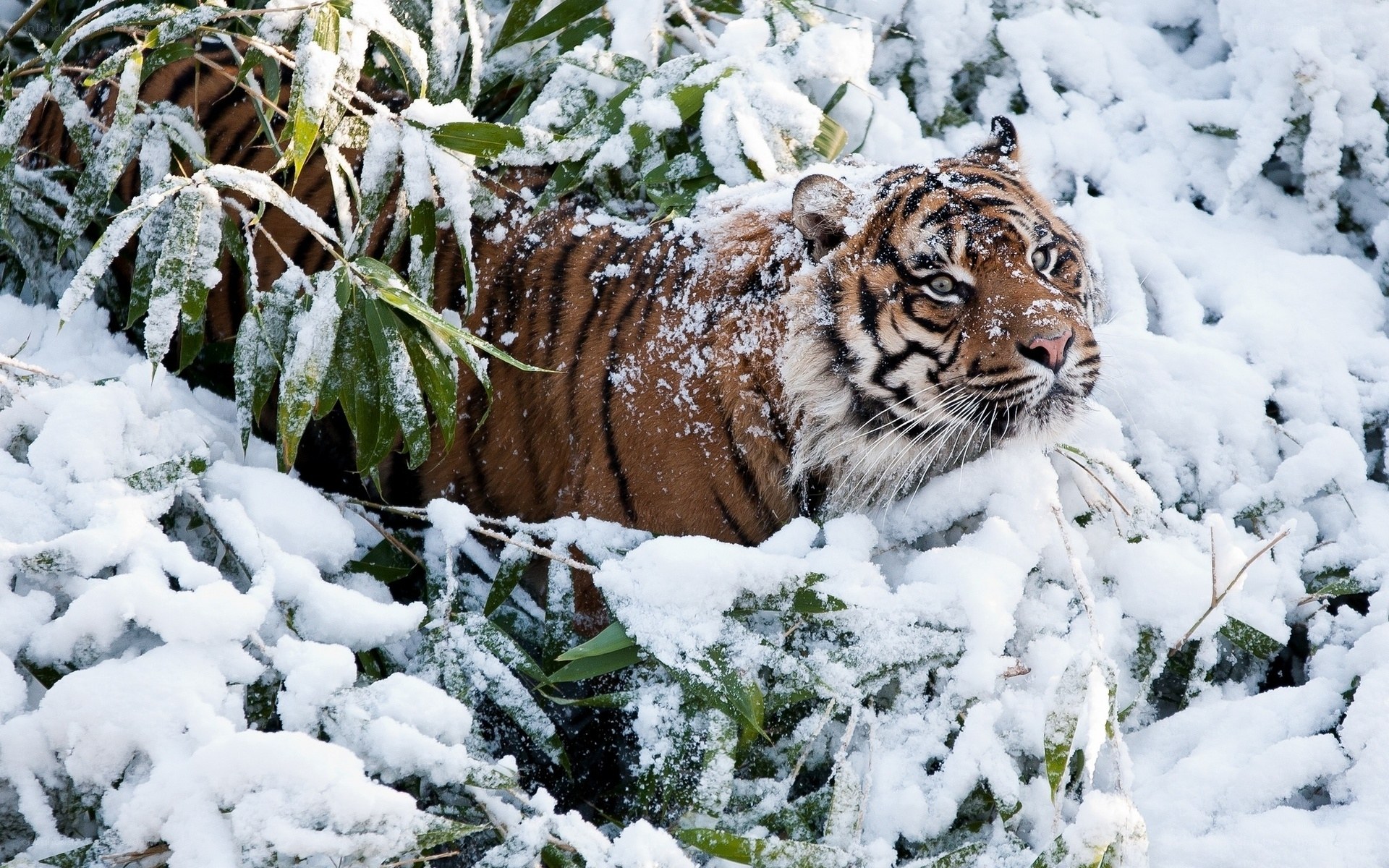 tiger in snowy bamboo