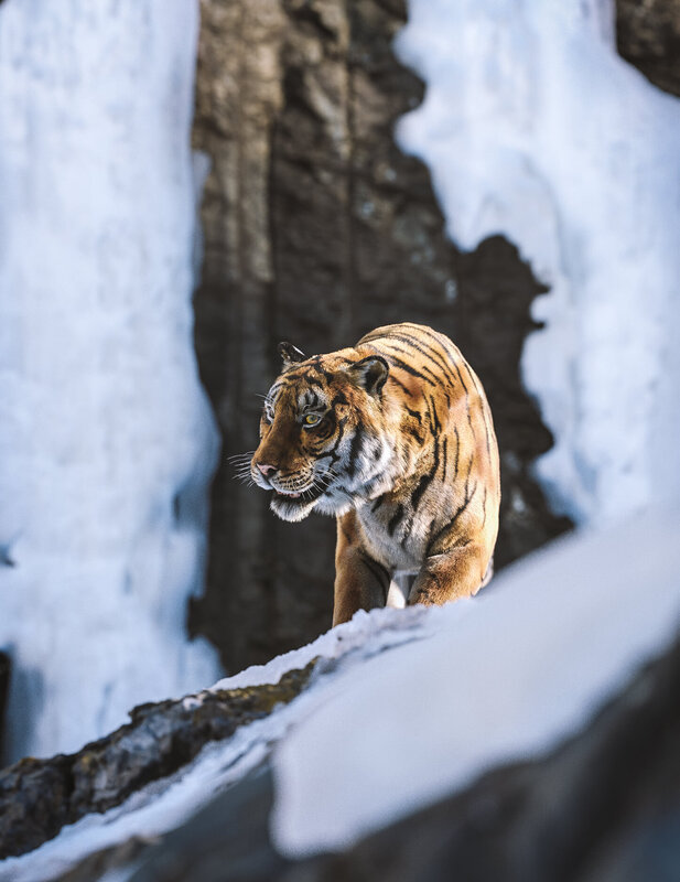 Tiger in Snowy Cave