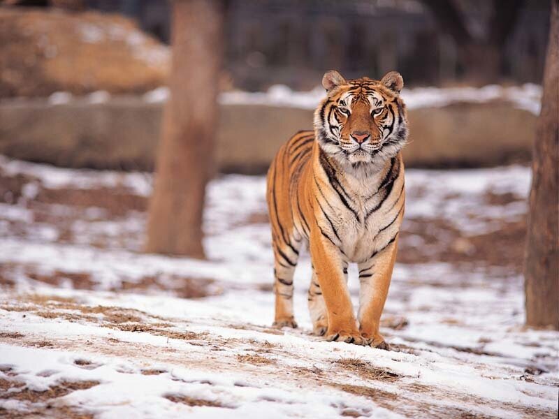 tiger in snowy enclosure