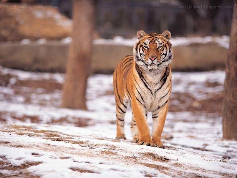 tiger in snowy enclosure