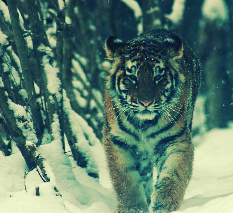 tiger in snowy forest