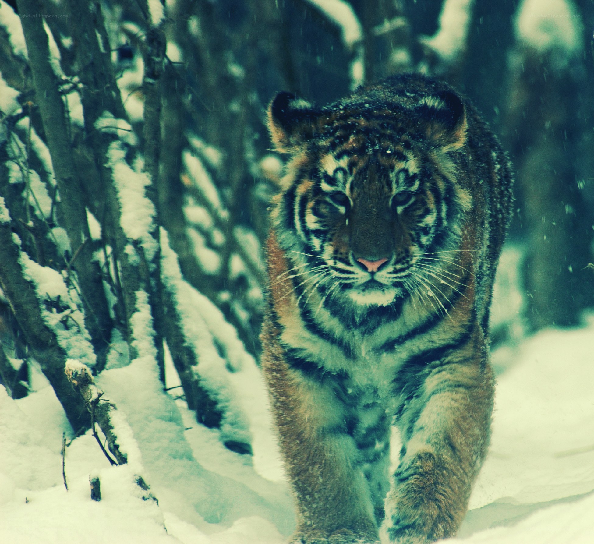 tiger in snowy forest