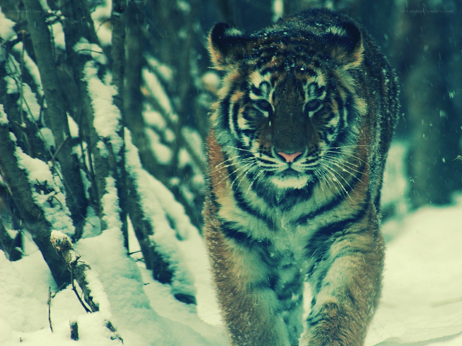 tiger in snowy forest