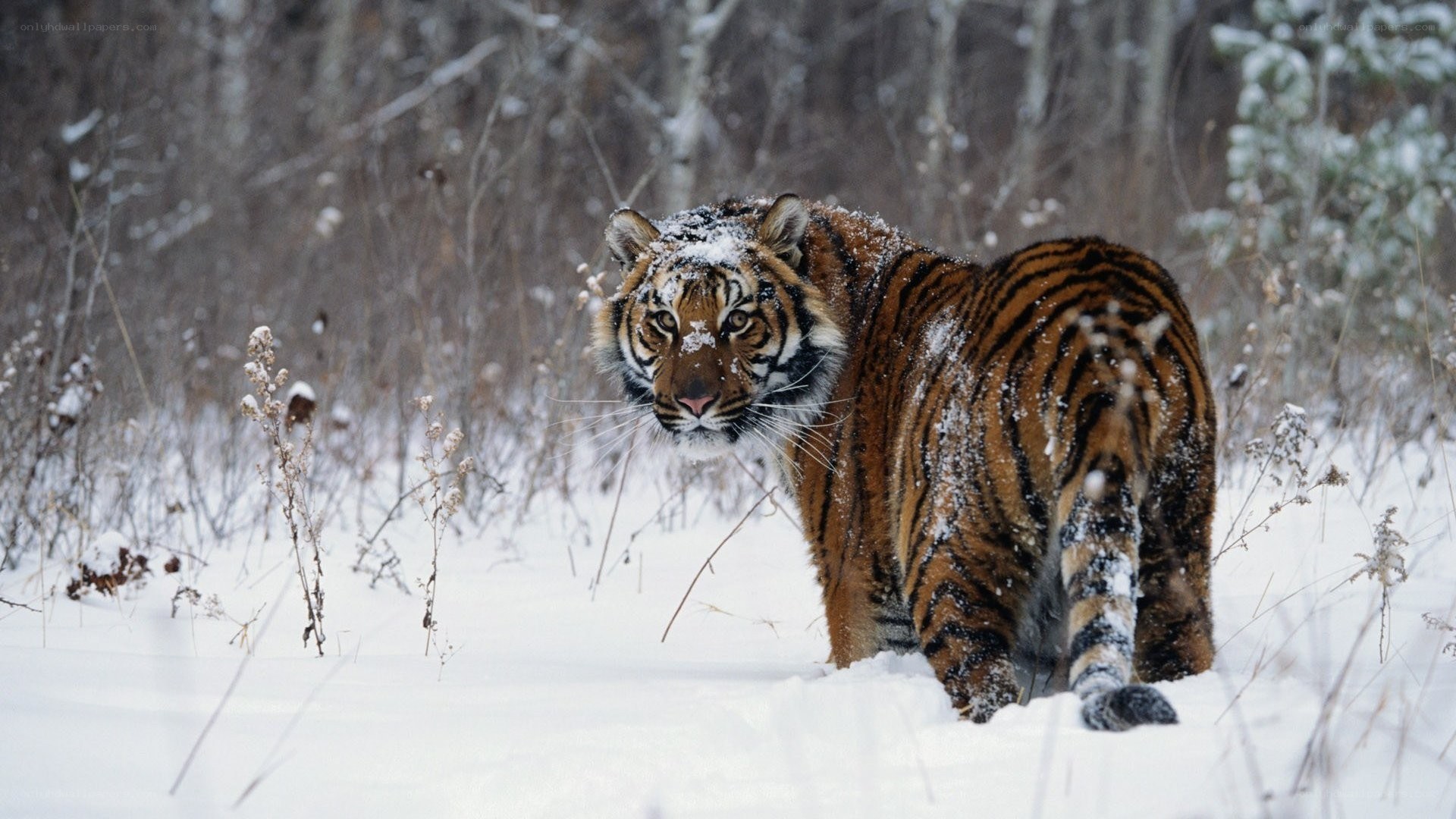 Tiger in snowy forest