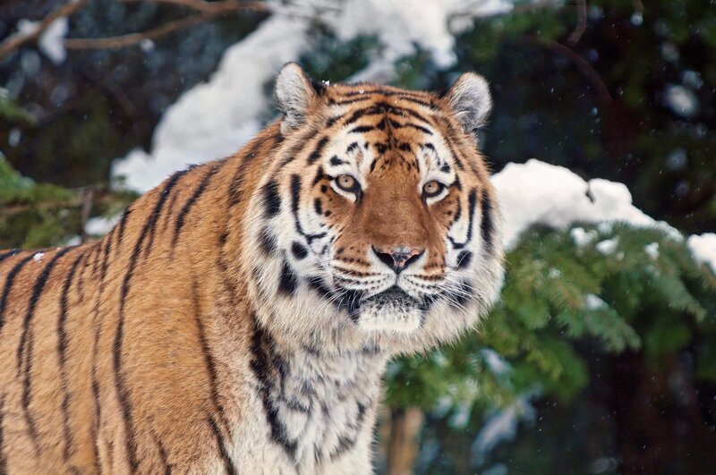 Tiger in snowy forest