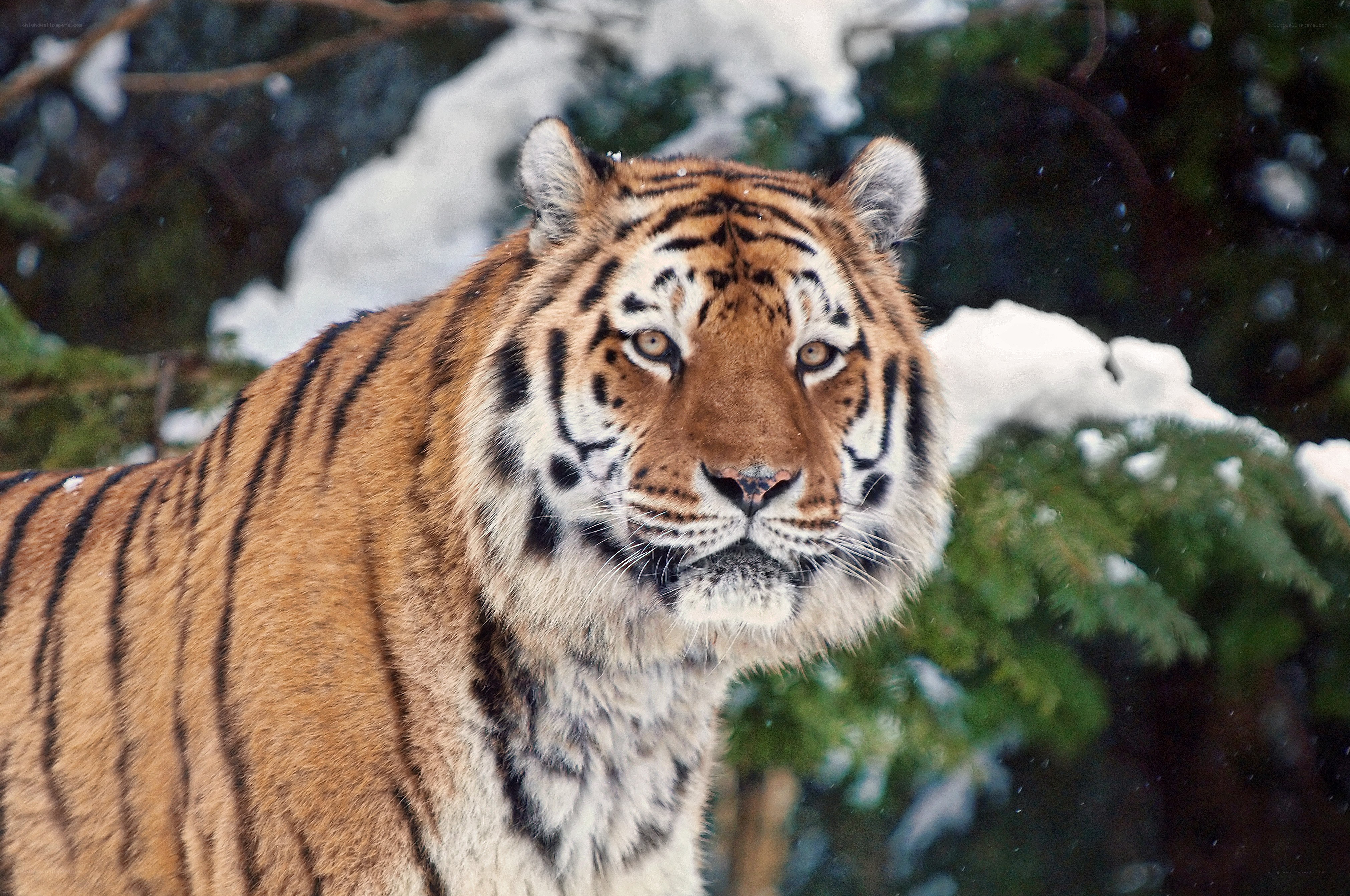 Tiger in snowy forest