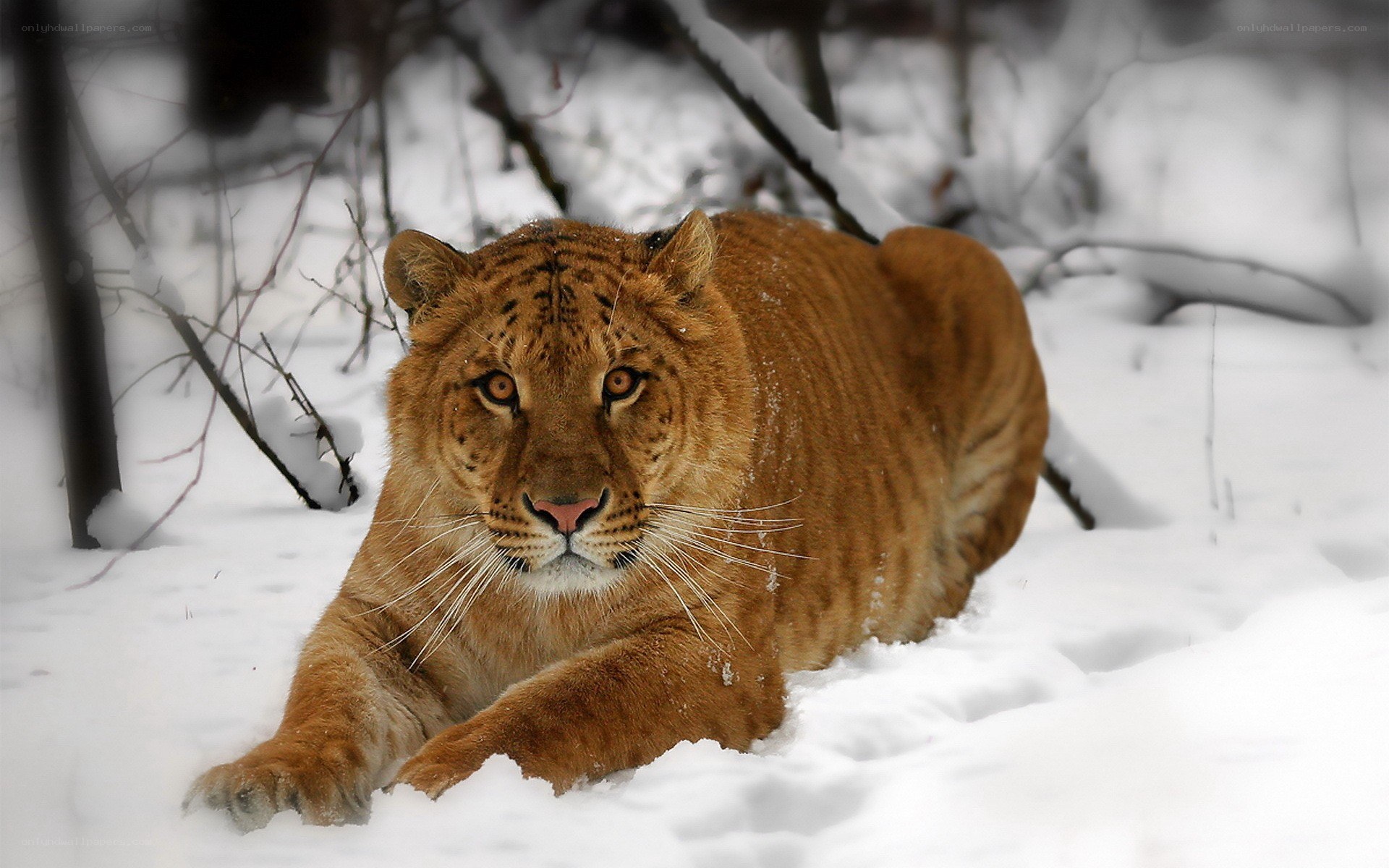 tiger in snowy forest