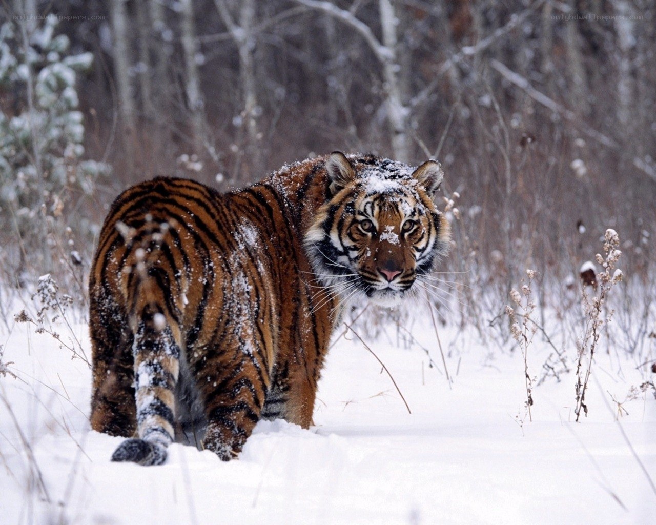 Tiger in snowy forest