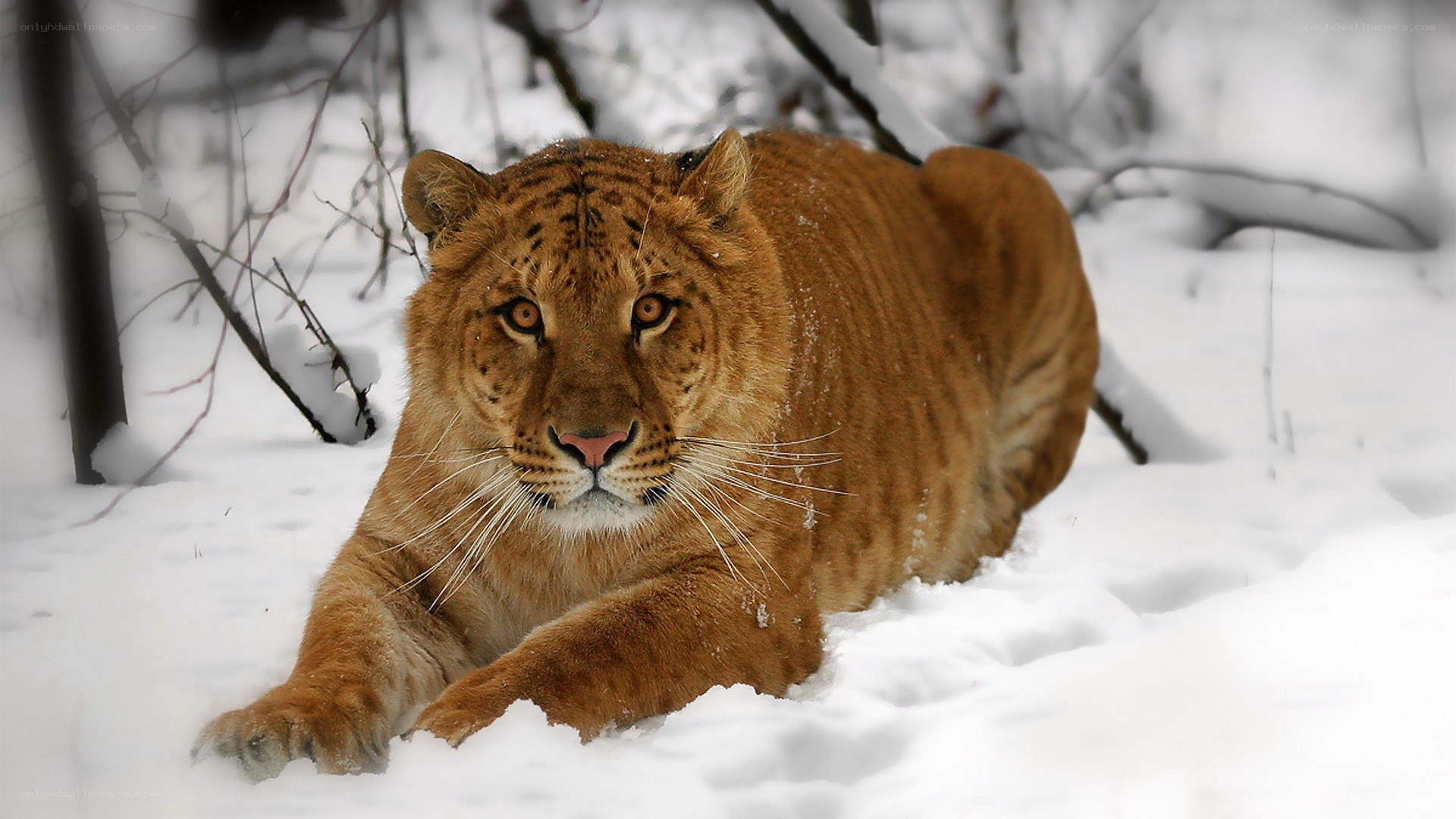 tiger in snowy forest