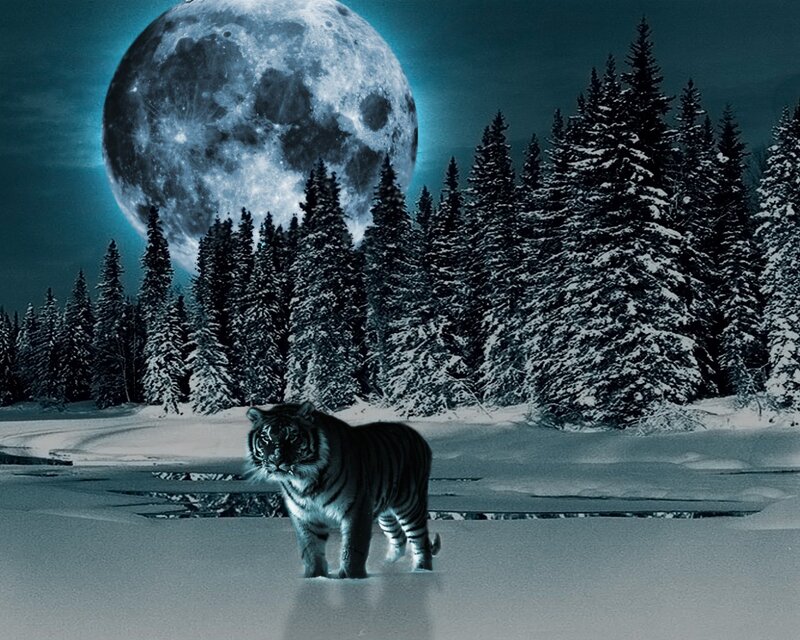 tiger in snowy forest