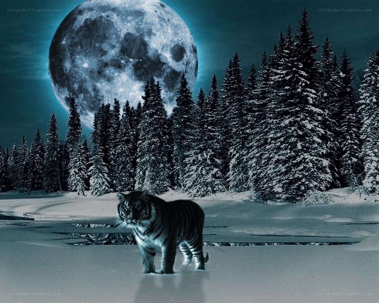 tiger in snowy forest