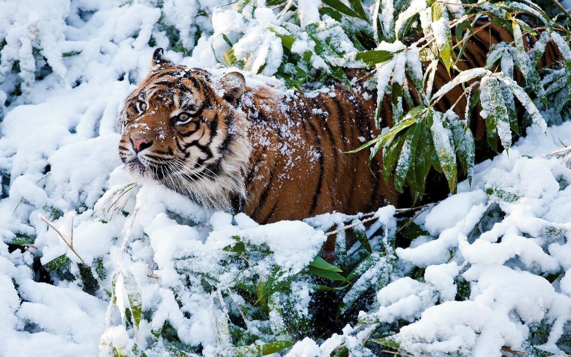Tiger in snowy forest