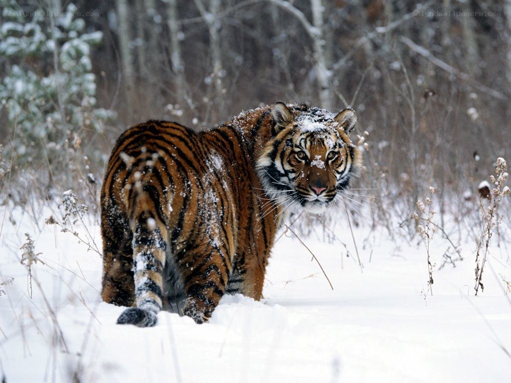 Tiger in snowy forest